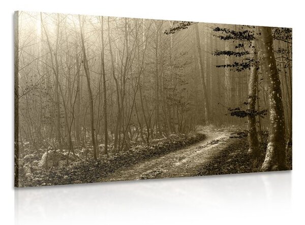 Quadro su tela – Sentiero nella foresta in seppia