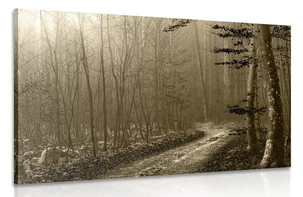 Quadro su tela – Sentiero nella foresta in seppia