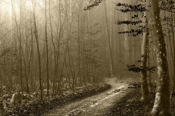 Quadro su tela – Sentiero nella foresta in seppia