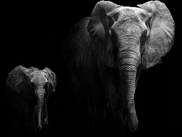Quadro su tela – Piccolo elefante e elefantessa