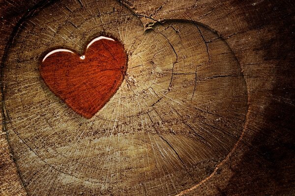 Quadro su tela – Cuore su tronco