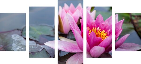 Quadri 5 pezzi – Fiore di loto rosa