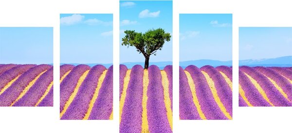 Quadri 5 pezzi – Campo di lavanda provenzale