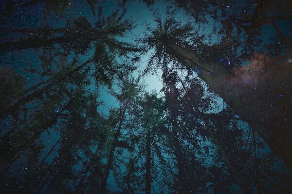 Quadro su tela – Notte nella foresta