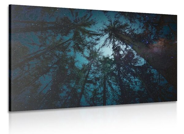 Quadro su tela – Notte nella foresta