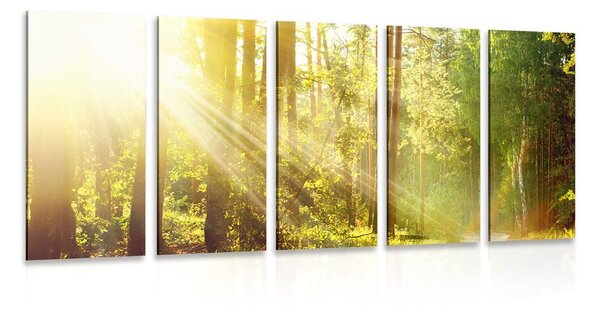 Quadri 5 pezzi – Raggi di sole nella foresta