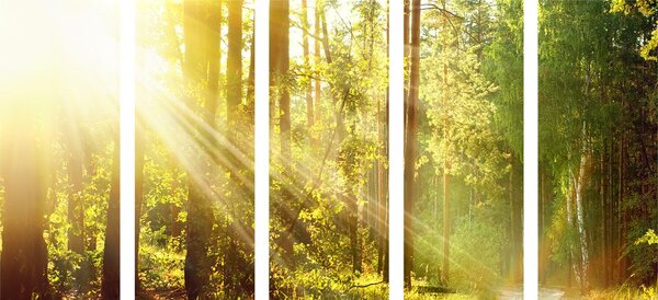 Quadri 5 pezzi – Raggi di sole nella foresta