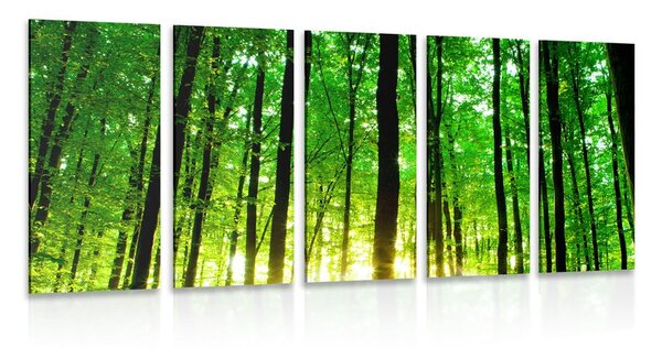 Quadri 5 pezzi – Foresta verde rigogliosa