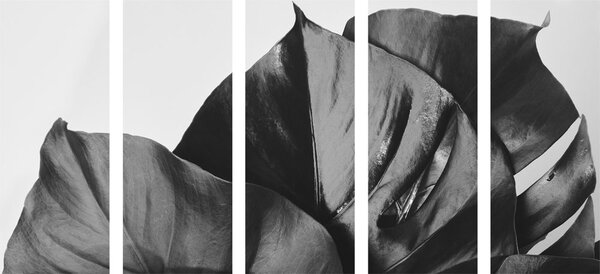 Quadri 5 pezzi – Foglia di monstera in bianco e nero