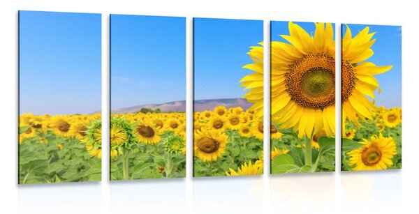 Quadri 5 pezzi – Campo di girasoli