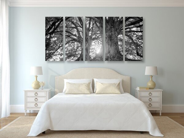 Quadri 5 pezzi – Alberi maestosi in bianco e nero
