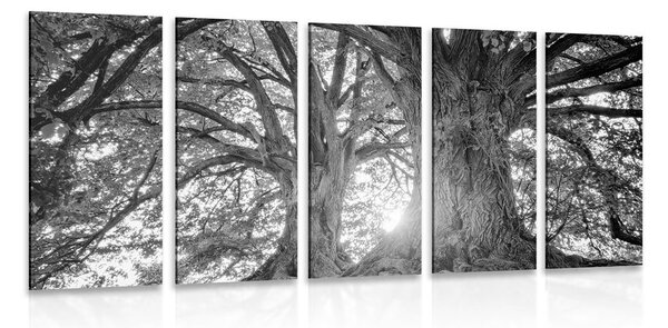 Quadri 5 pezzi – Alberi maestosi in bianco e nero