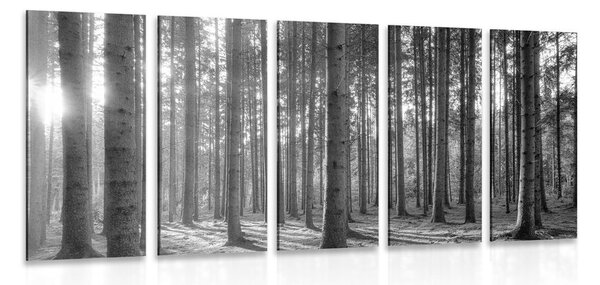 Quadri 5 pezzi – Mattina nella foresta in bianco e nero