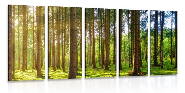 Quadri 5 pezzi – Mattina soleggiata nella foresta