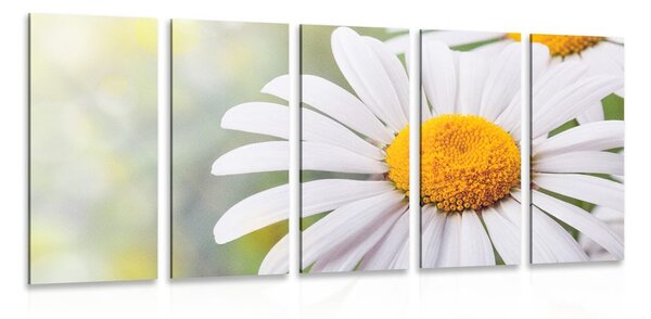 Quadri 5 pezzi – Fiori di margherita