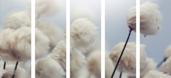 Quadri 5 pezzi – Fiori di cotone artico