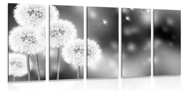 Quadri 5 pezzi – Dente di leone soffice in bianco e nero