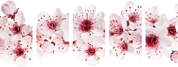 Quadri 5 pezzi – Fiori di ciliegio