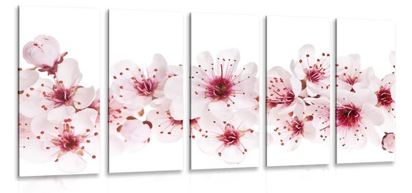 Quadri 5 pezzi – Fiori di ciliegio