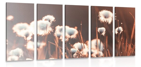 Quadri 5 pezzi – Erba di cotone