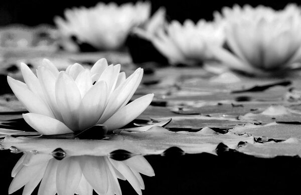 Stampa su tela – Fiore di loto in bianco e nero