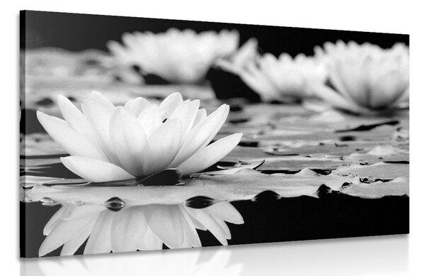 Stampa su tela – Fiore di loto in bianco e nero