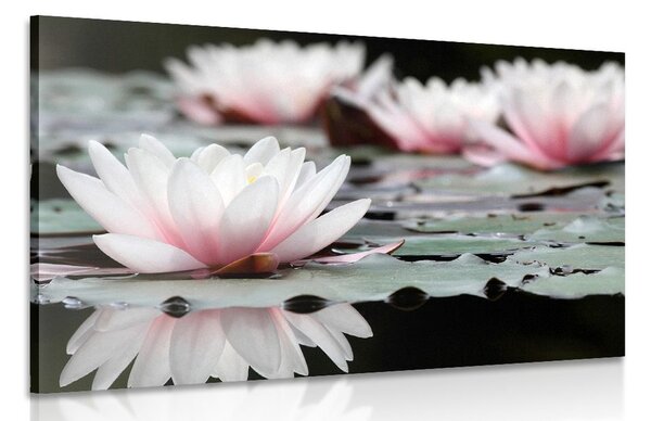 Quadro su tela – Fiore di loto