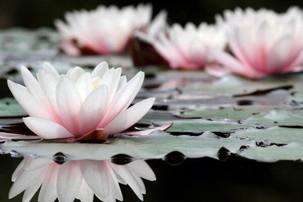 Quadro su tela – Fiore di loto
