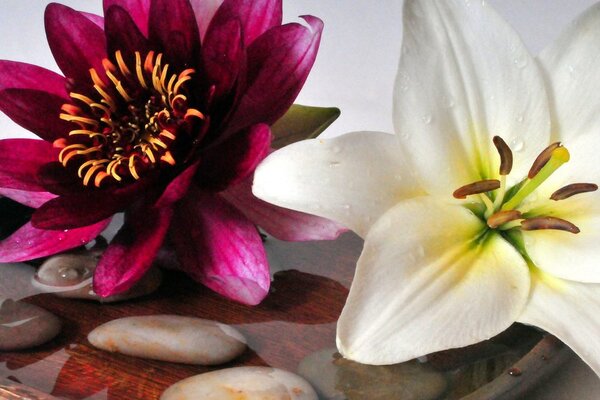 Stampa su tela – Fiori in ciotola con pietre Zen