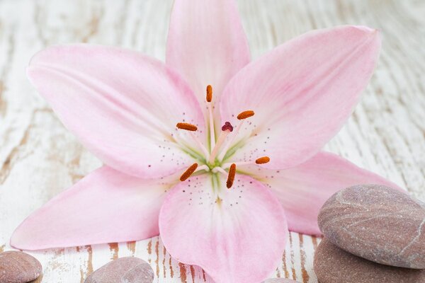 Stampa su tela – Giglio rosa e pietre zen