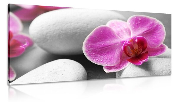 Quadro su tela – Fiori di orchidea su pietre bianche