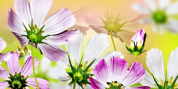 Stampa su tela – Fiori da giardino