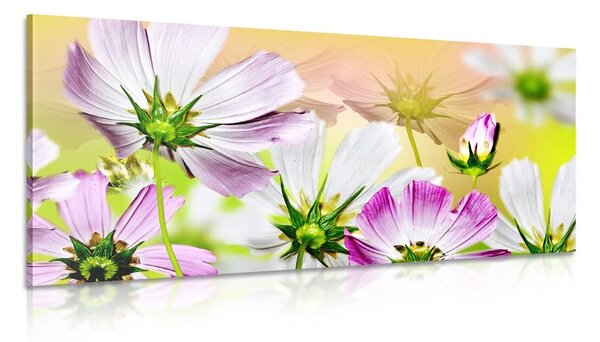 Stampa su tela – Fiori da giardino