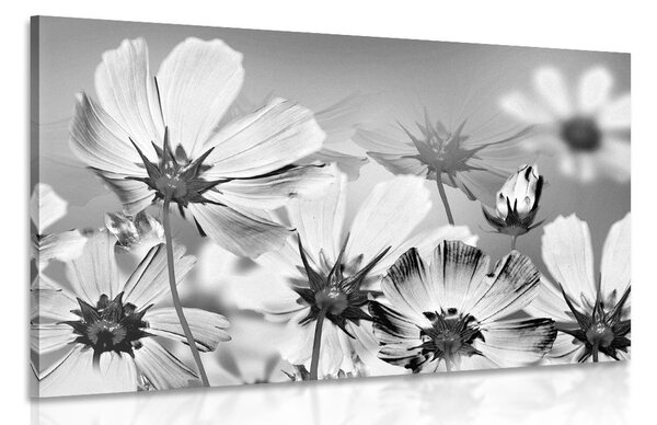 Stampa su tela – Fiori estivi in bianco e nero
