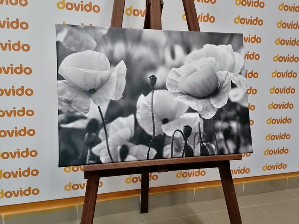 Stampa su tela – Campo di papaveri selvatici in bianco e nero