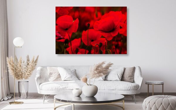Quadro su tela – Campo di papaveri selvatici