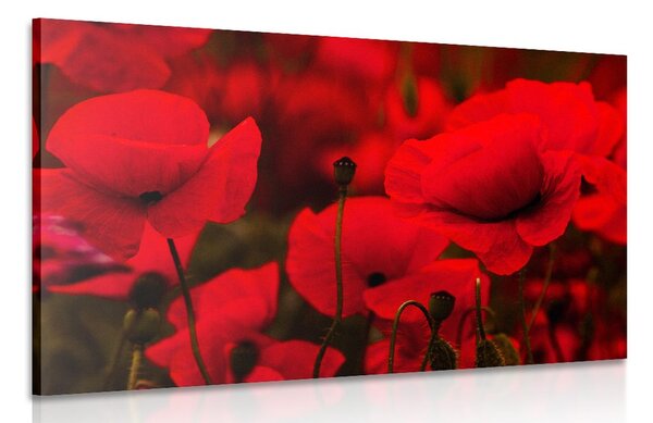 Quadro su tela – Campo di papaveri selvatici