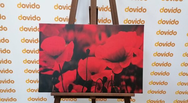 Quadro su tela – Campo di papaveri selvatici