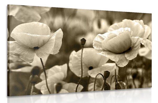 Quadro su tela – Campo di papaveri selvatici in versione seppia