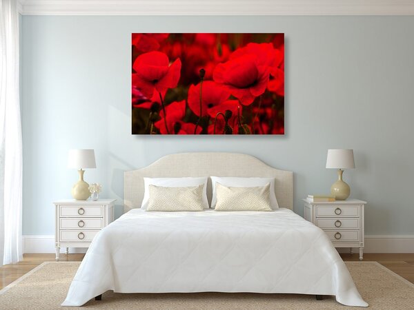 Quadro su tela – Campo di papaveri selvatici