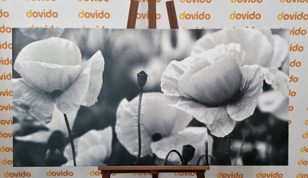 Quadro su tela – Splendido campo di papaveri in bianco e nero
