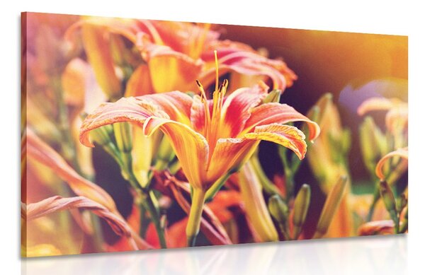 Quadro su tela – Splendidi fiori in giardino