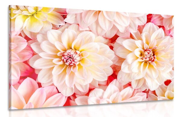 Stampa su tela – Fiori delicati di dalia