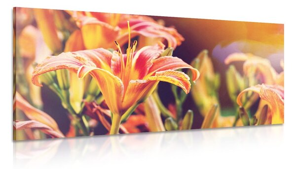 Stampa su tela – Splendidi fiori da giardino