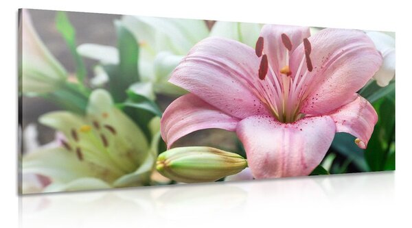 Quadro su tela – Giglio rosa in fiore