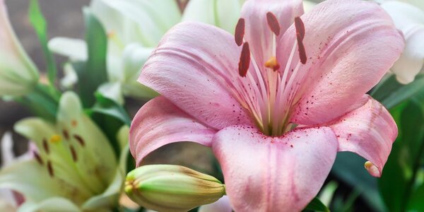 Quadro su tela – Giglio rosa in fiore