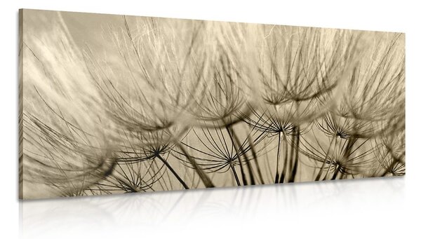 Quadro su tela – Semi di soffione in versione seppia