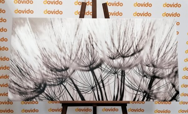 Stampa su tela – Semi di soffione in bianco e nero