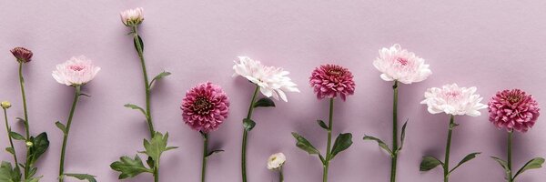 Stampa su tela – Composizione di crisantemi rosa