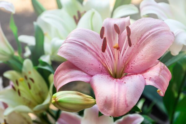 Stampa su tela – Gigli in fiore nel giardino